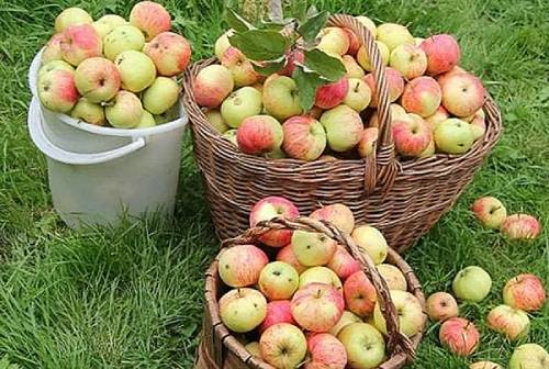 яблоки для кальвадоса