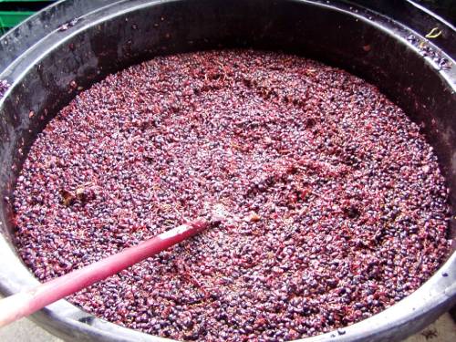подготовка винограда для браги и самогона