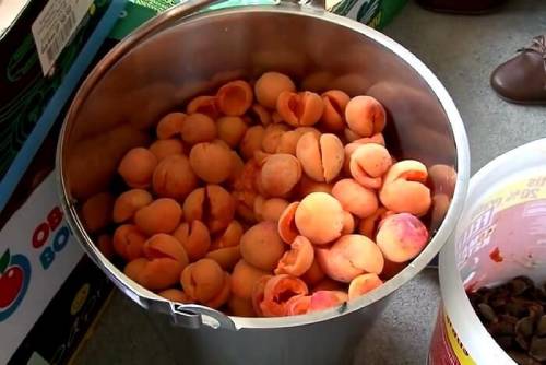 приготовление браги для абрикосового самогона